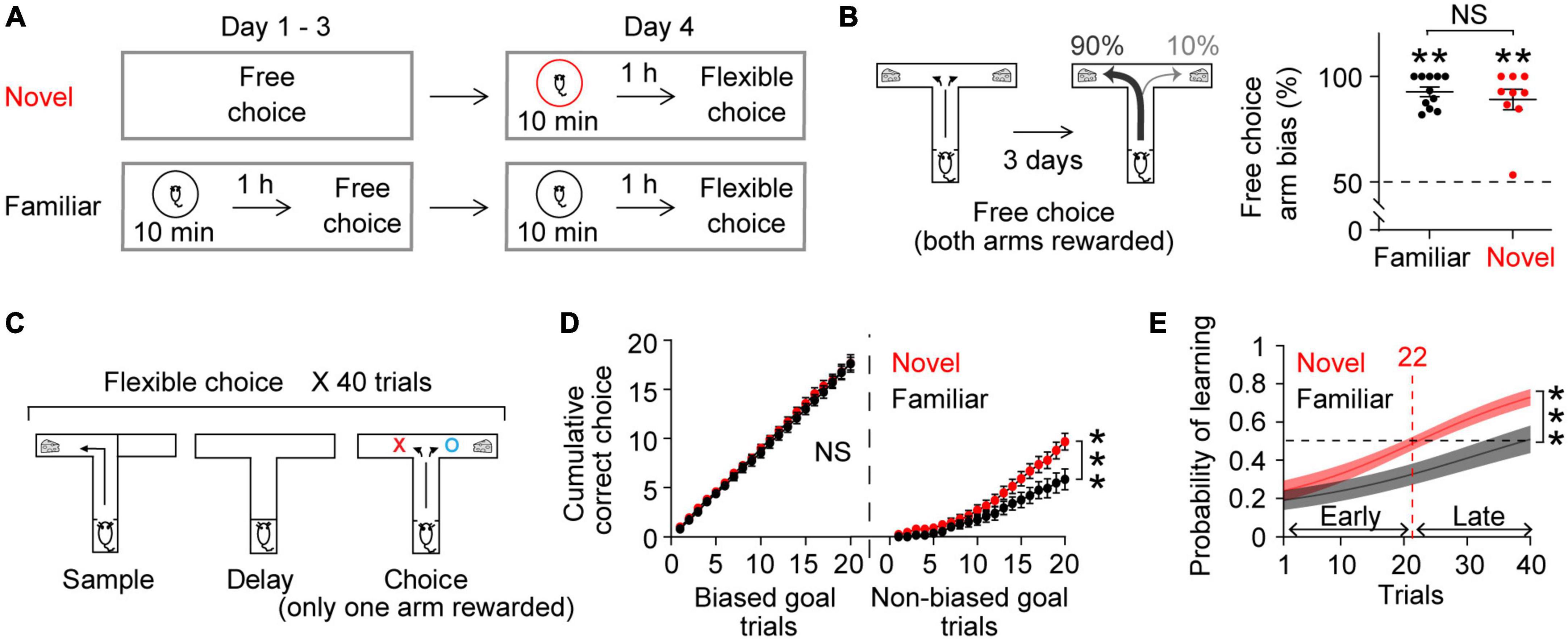 Novelty selectively permits learning-associated plasticity in ventral tegmental-hippocampal-prefrontal circuitry